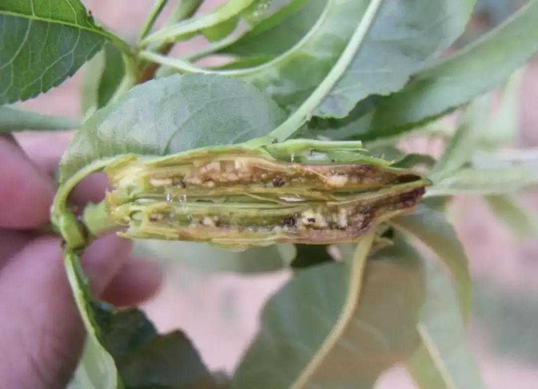 桃树防虫害最有效的方法,桃树害虫最新报道