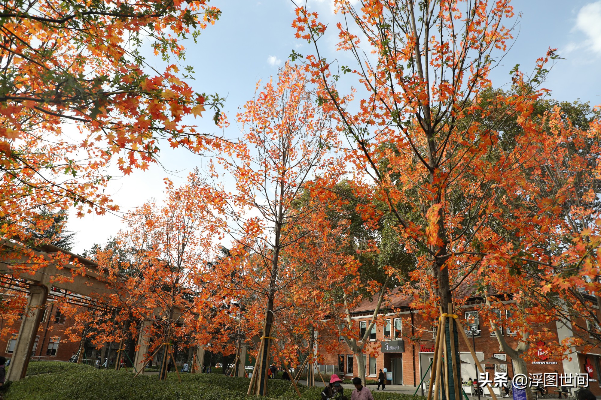 植物假树叶,人造树叶诞生