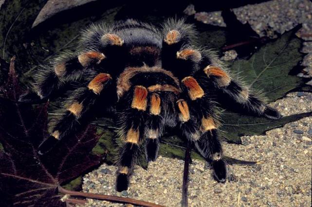 人类四种奇怪的恐惧症,人类可怕的十大恐惧症