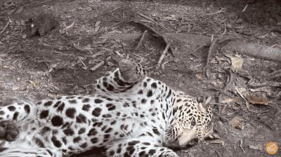 猫咪为什么吸了猫薄荷会那样,猫咪吸了猫薄荷后场面一度失控了