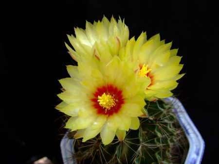 适合新手养的花仙人掌,小仙人掌盆栽怎么养才能开花