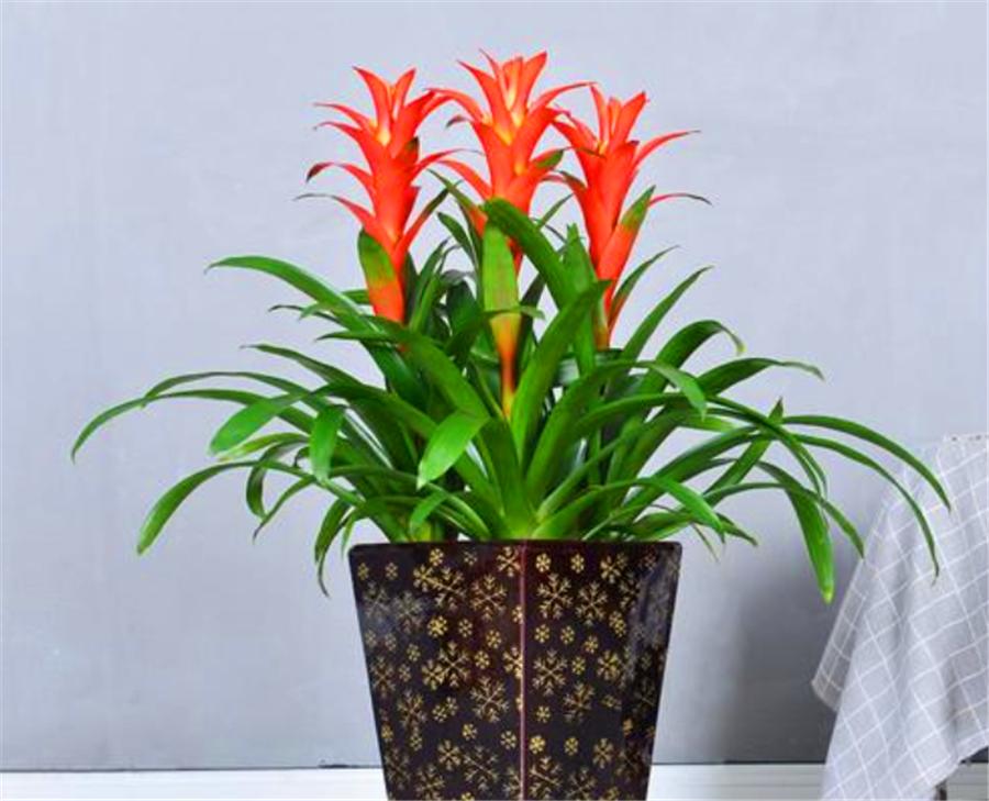 养最美年宵花鸿运当头，学会4个“巧办法”，叶子油绿开花多