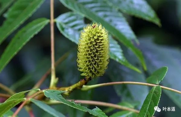 瑞幸造假风波投资者如何防止踩雷,瑞幸为什么那么能迅速上市