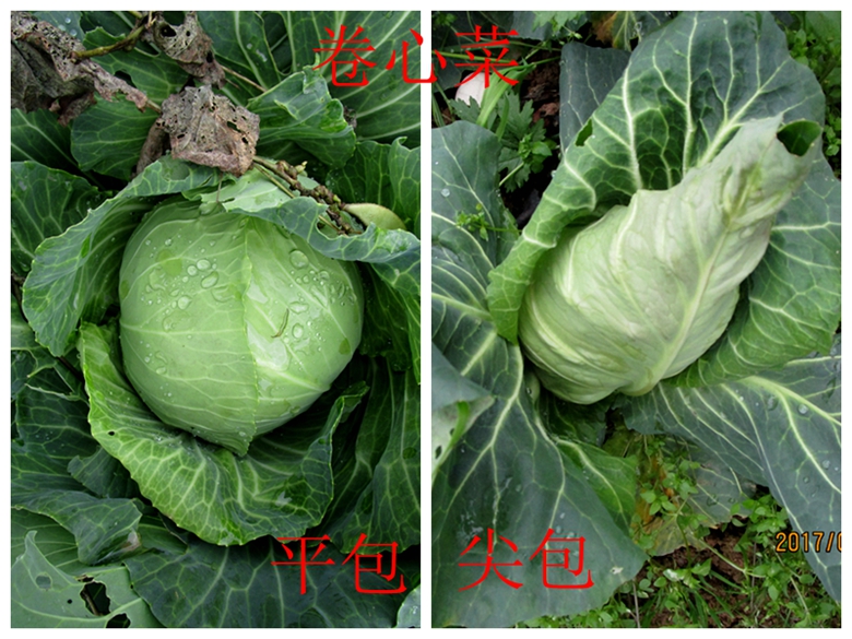 甘蓝蔬菜档案介绍,十种蔬菜卷心菜