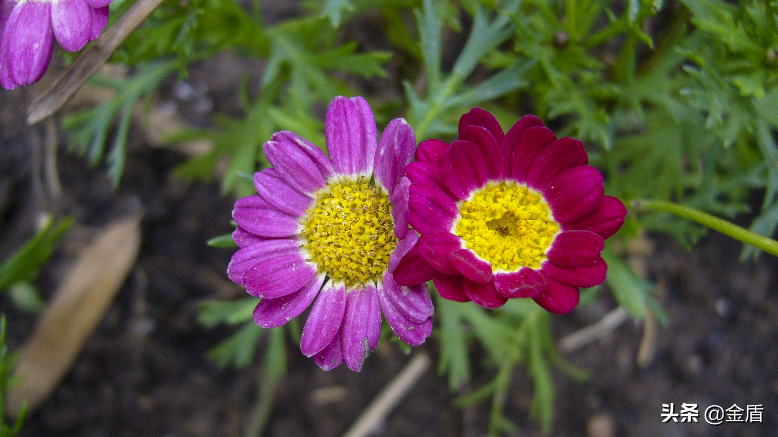 茼蒿花漂亮,木茼蒿花简介