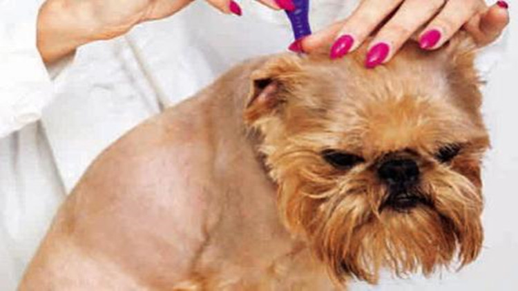 怎么样防治跳蚤最有效,怎么防治跳蚤