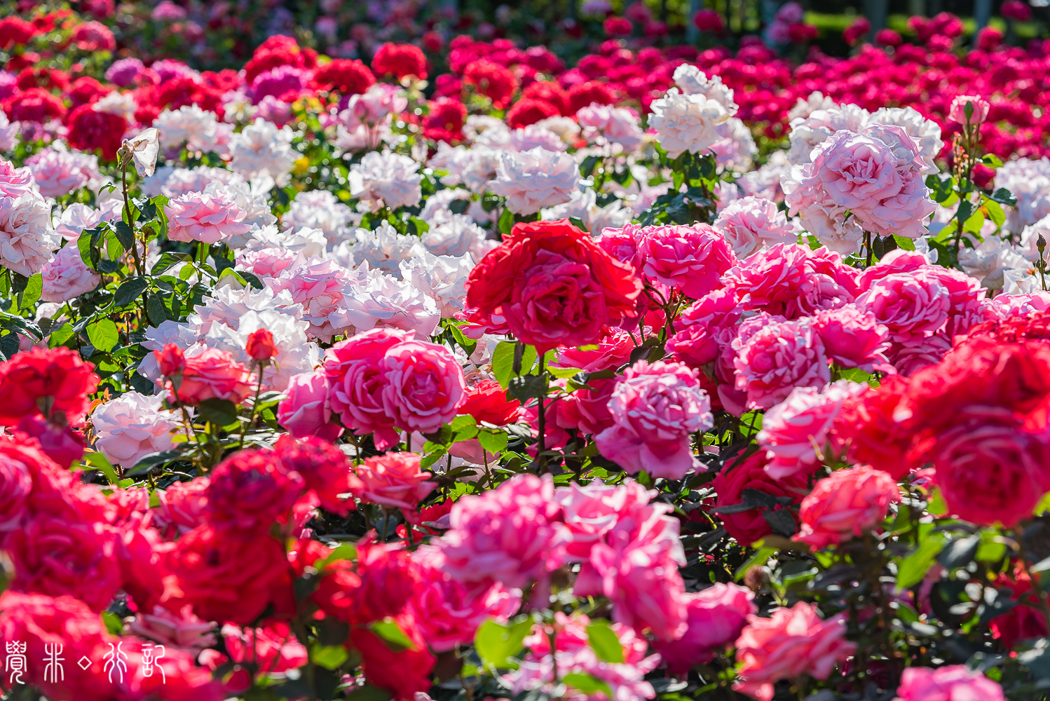 月季花中国特有品种,从中国运到欧洲的四种月季