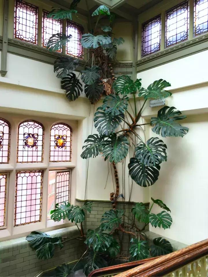 净化空气去甲醛的花是什么花,新房什么花吸甲醛最好最快