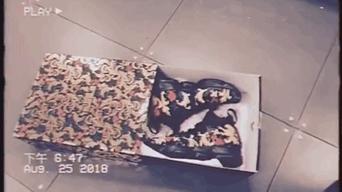 盘点白敬亭的私藏潮鞋,白敬亭收藏鞋子搞笑视频