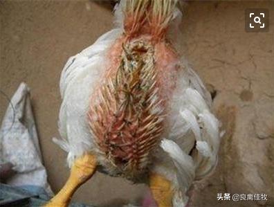 能饮水的脱霉剂预防治疗,鸡霉菌性胃肠炎,养殖户必收藏