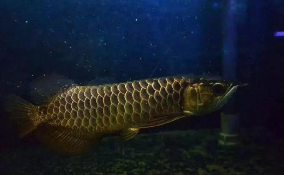 东莞龙鱼疾病预防,龙鱼最难治愈的疾病