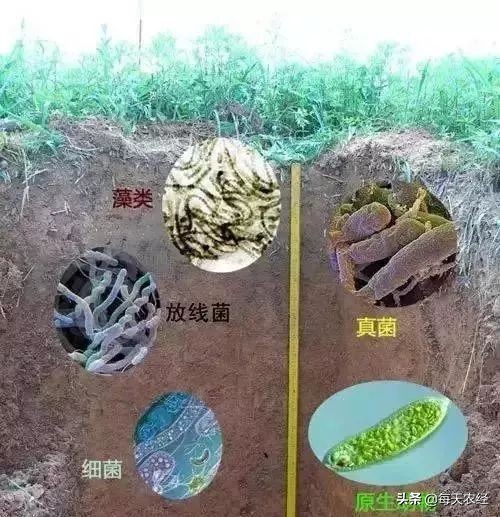 菌肥的种类图片大全,买肥料不要上当受骗