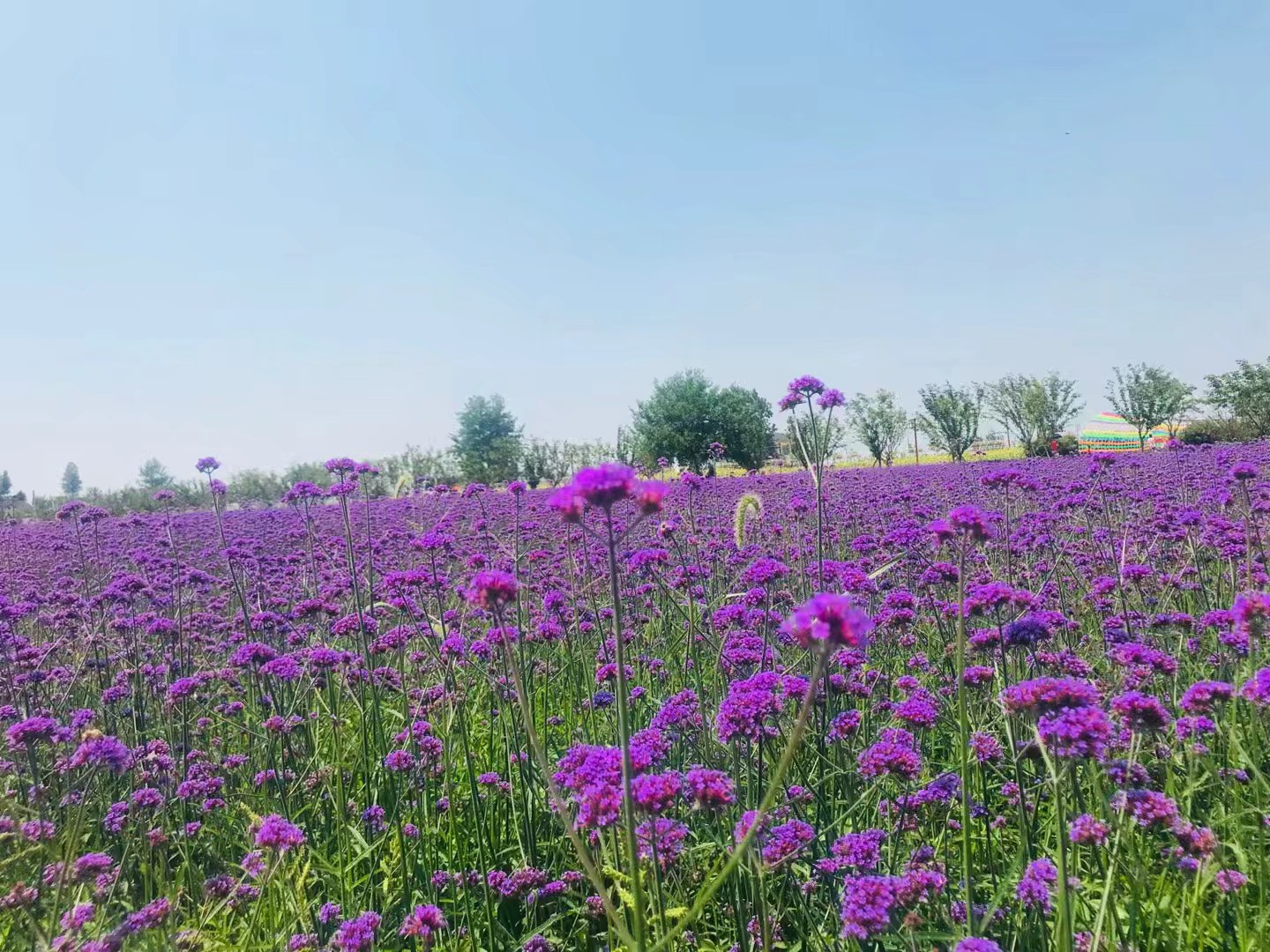 同心花海风景区,春光无限好旅游观光