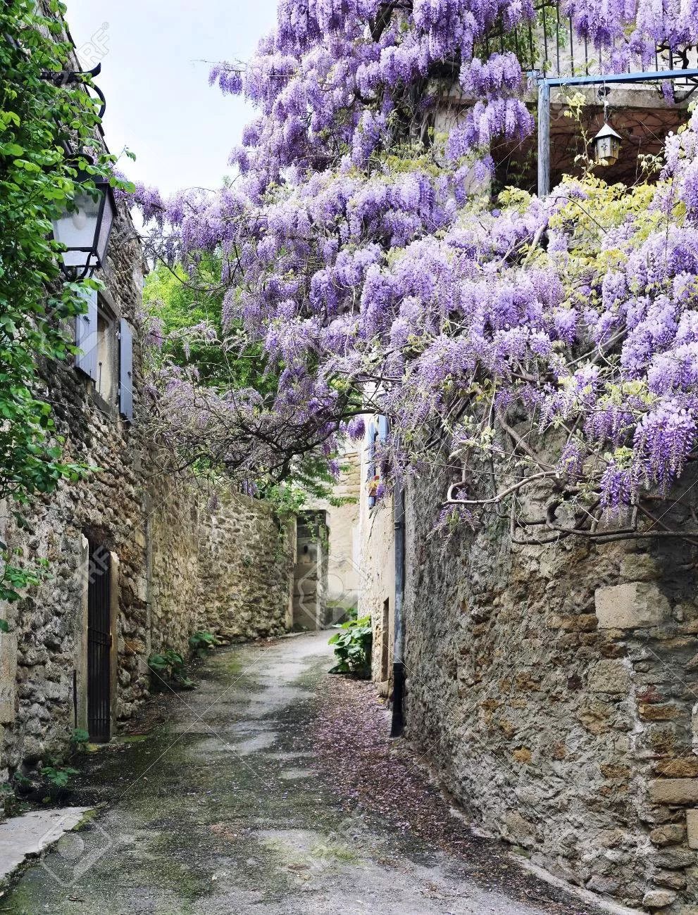 紫藤中最有名的品种叫什么名字,非常好种不需要太阳的紫藤品种