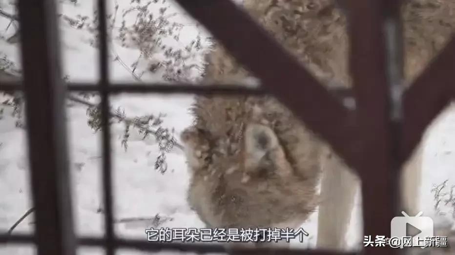 这位“女汉子”在*疆新**，把狼养成了哈士奇，就是经常揍狼的那个