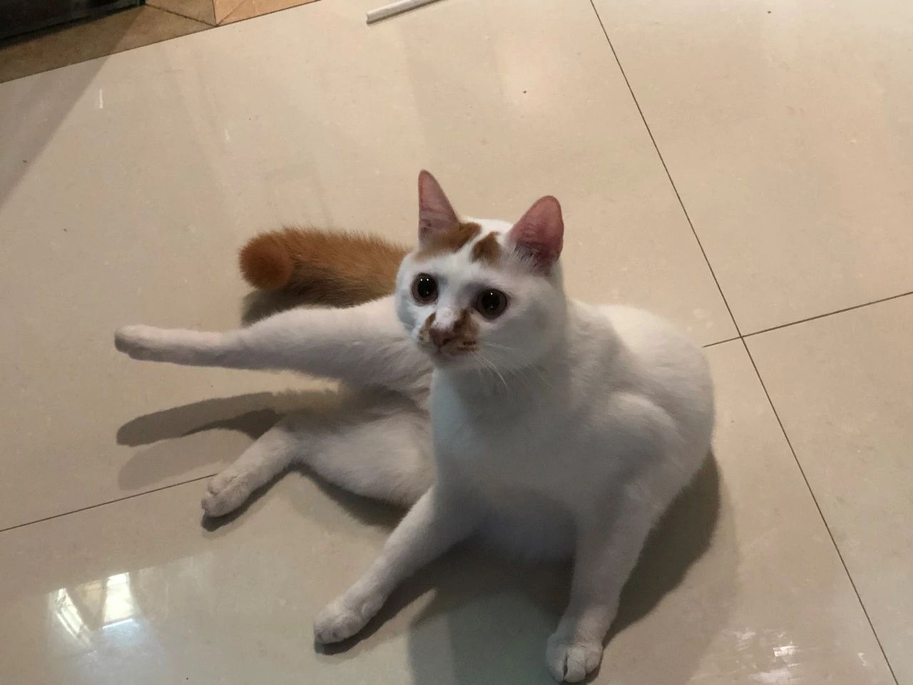 猫咪肛门腺什么症状,猫咪肛门腺有问题是什么症状