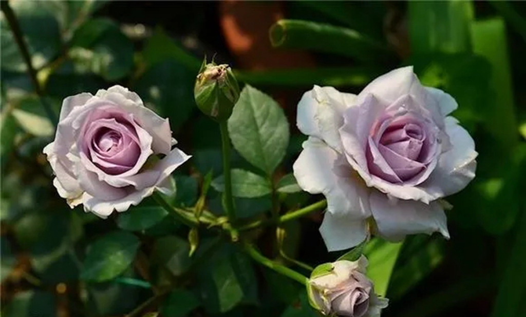 100种月季品种大全集,适合地栽的蓝紫色月季有哪些