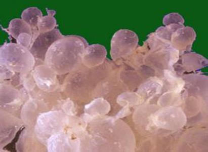 怀孕2个多月没有胚芽还出血,怀孕检查孕囊像葡萄怎么办