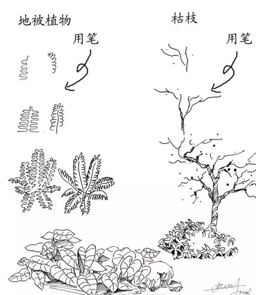 速写风景简单入门视频树木石头,干货40种水彩花卉临摹素材