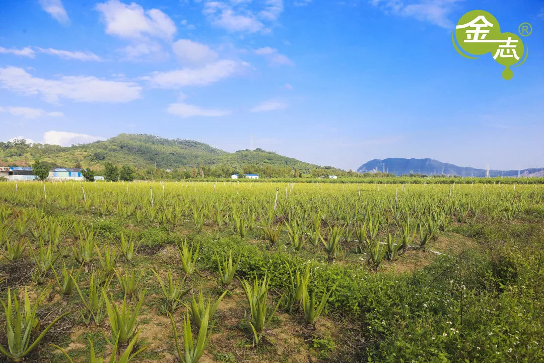 跨越20年的芦荟情谊