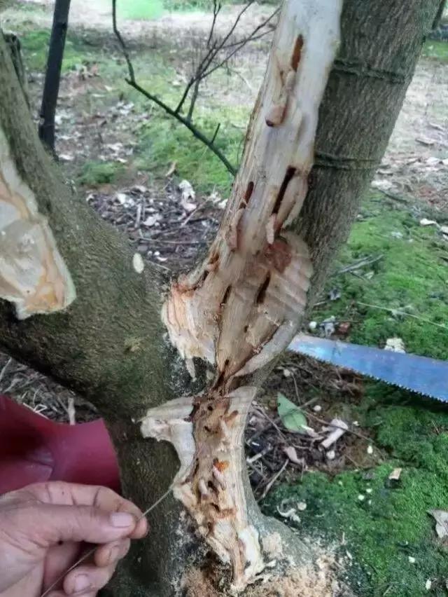 柑橘爆皮虫应该如何防治,柑橘爆皮虫的防治最佳时期