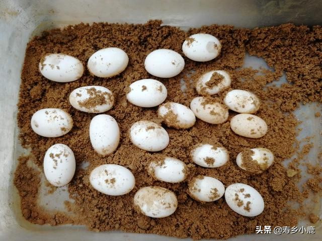 石金钱龟产蛋怎么回事,石金钱龟吃蛋怎么办