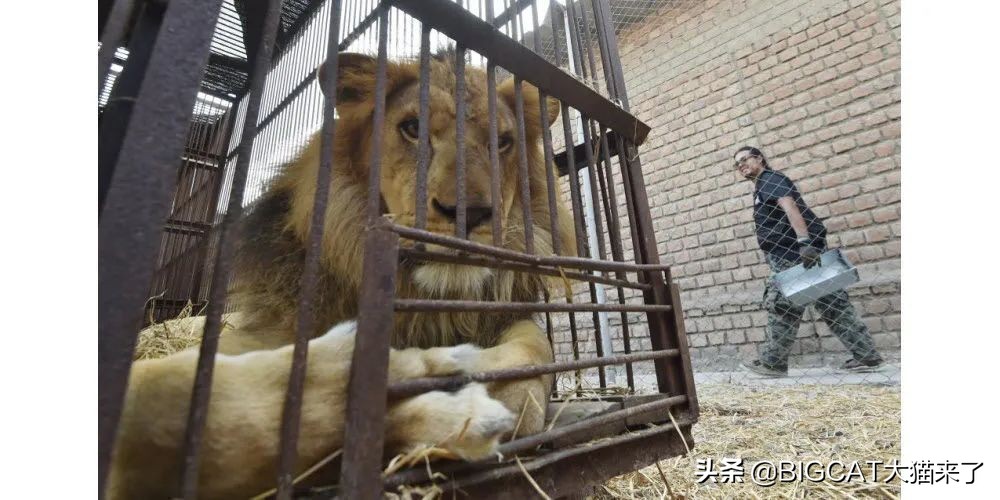 狮子粪便可以吓跑猫?德国一家马戏团出售狮子粪便,卖出2000多罐