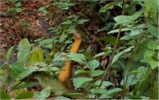 毒蛇排名前十的蛇短尾蛇,世界上的毒蛇王