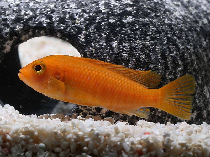 哪些三湖慈鲷鱼容易上手,三湖慈鲷可以再加些三湖慈鲷么