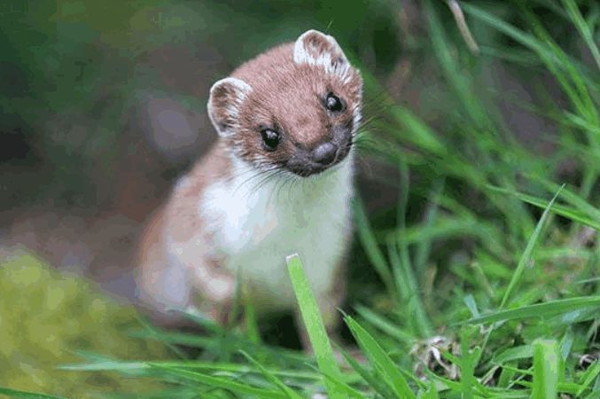 为什么黄鼠狼最怕小鸡,为什么蛇和黄鼠狼怕大鹅