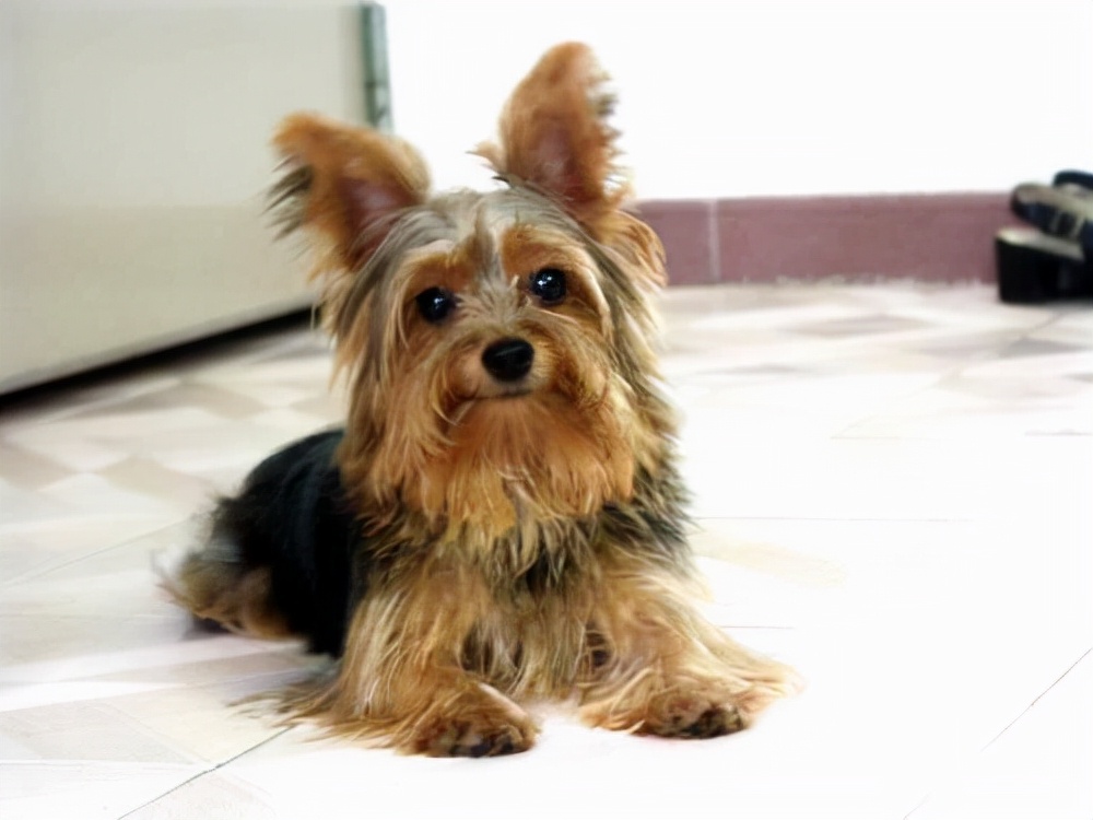 狗狗买什么品种最合适,怎么给狗狗选择宠物狗品种