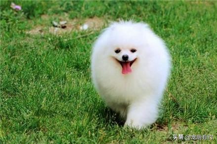 田园犬和博美柯基,柯基幼犬和博美幼犬怎么选