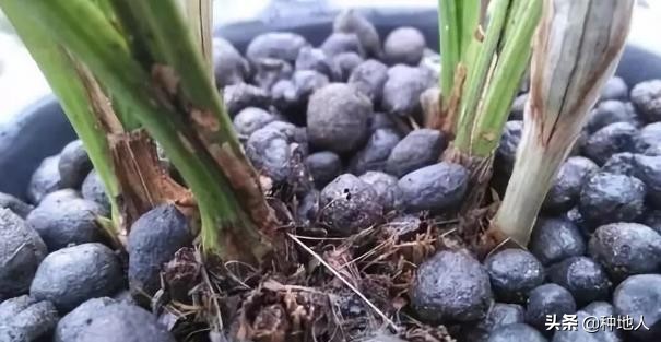 用羊粪做有机肥需要添加什么材料,如何利用羊粪制作有机肥