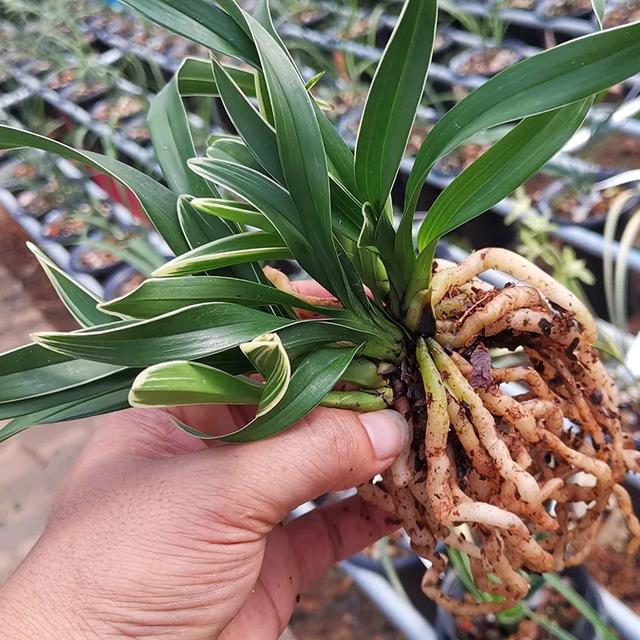 什么兰既好养开花又香,最好养的兰花四季兰介绍