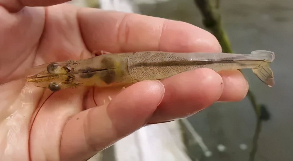 对虾养殖出现死虾怎么处理,养殖对虾的粪便怎么处理