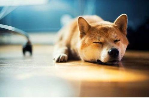 柴犬缺钙会有哪些症状,柴犬缺钙吃什么钙片