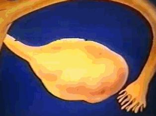 女性体内的神秘“暗线”：竟能支配月经