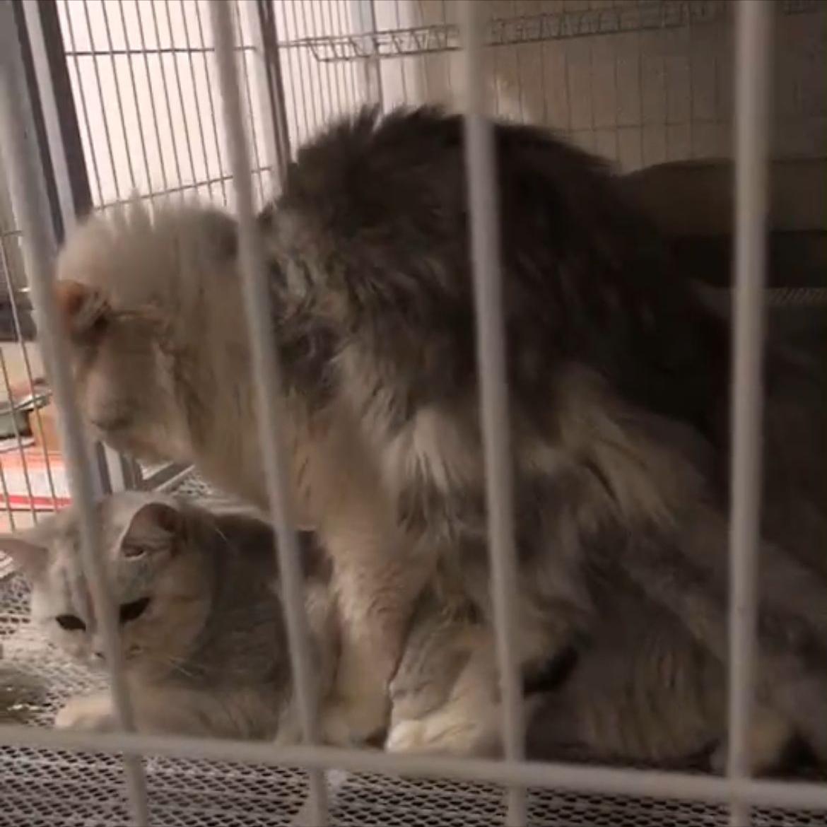 猫咪嗷嗷叫然后吐黄水怎么回事,猫咪大小便嚎叫