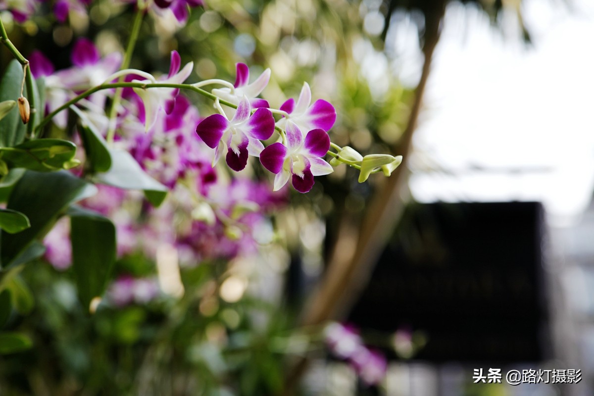 去泰国养老需要满足什么条件,为什么老人去海南养老