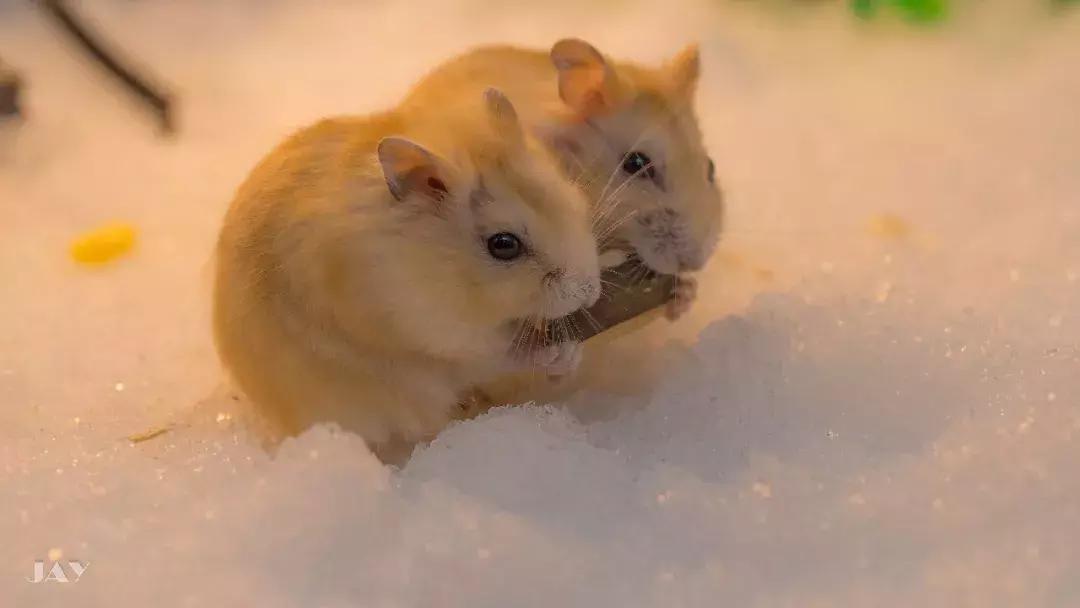 养仓第1步:如何挑选一只健康的仓鼠