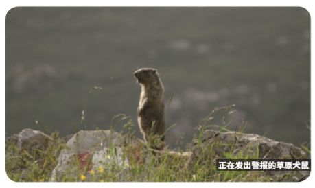 野生动物河狸建筑大师,土拨鼠草原上的建筑