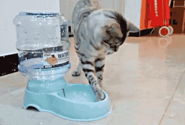 铲屎官最担心猫咪的几件事,爱玩水的猫怎么治