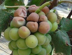 葡萄日灼和气灼的用什么药好,葡萄气灼和日灼是什么意思