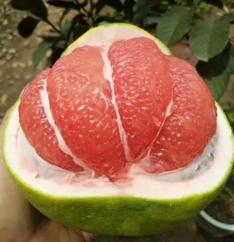 今日泰国红宝石柚苗价格,泰国红宝石柚树苗多少钱一棵