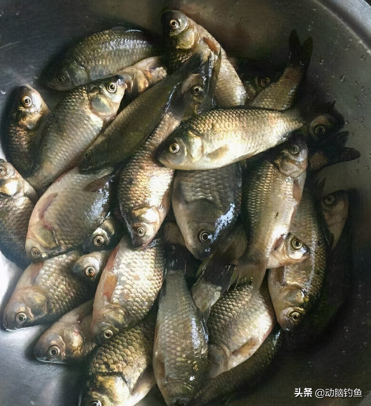 钓鲫鱼用几号钩金袖,钓鲫鱼用几号钩最佳