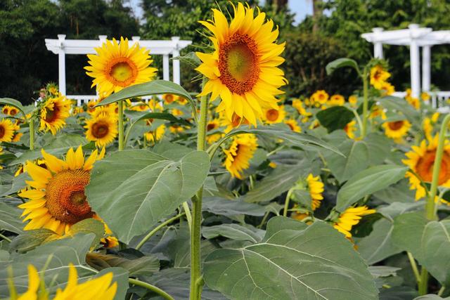 广州南沙百万葵园,广州百万葵园景点图片大全