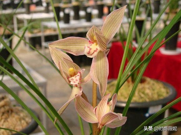 最贵的墨兰多少钱一株,最贵的兰花一品兰