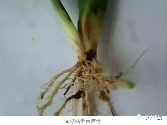 玉米苗期病虫害防治方法,玉米苗期虫害有哪些