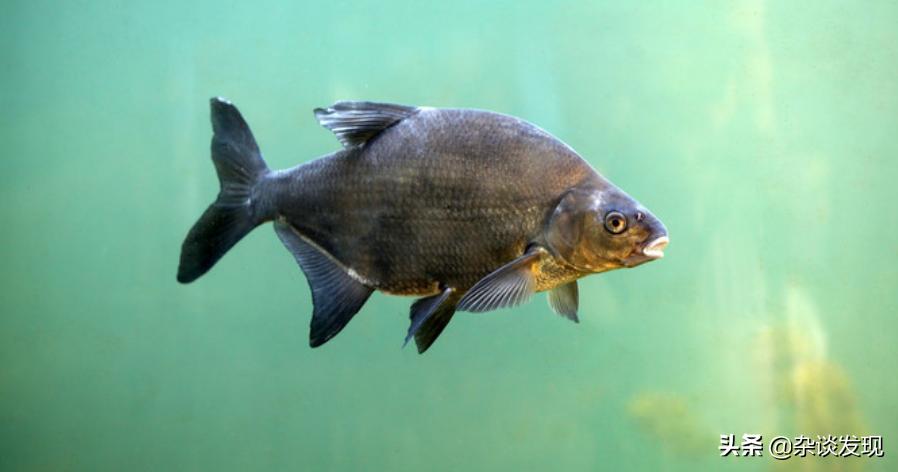 陆游笔下的北方壮丽山河,君住长江头我住长江尾陆游