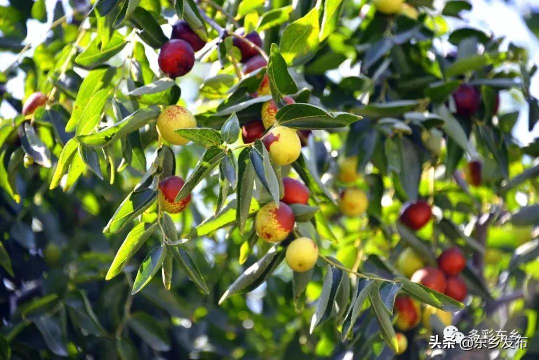 东乡县唐汪镇杏花果脯厂,临夏东乡唐汪镇